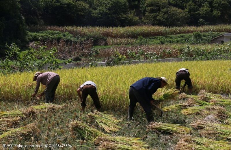 传统收割稻谷