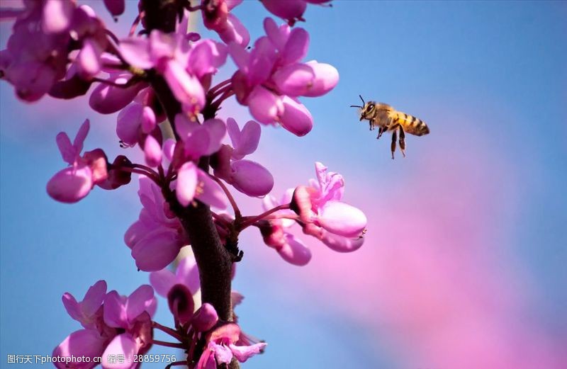 蜂蜜蜜蜂采蜜