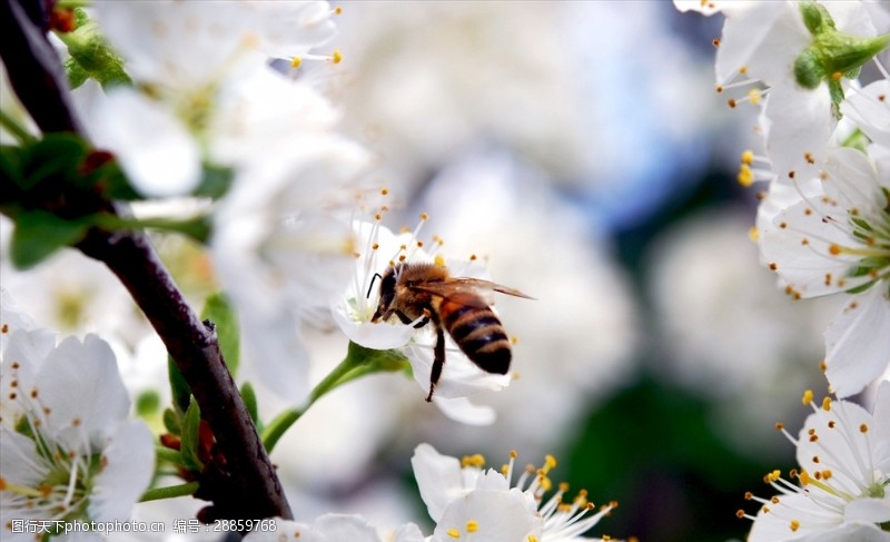 蜂蜜蜜蜂采蜜