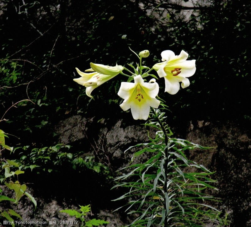 野生百合花中草药图谱野百合