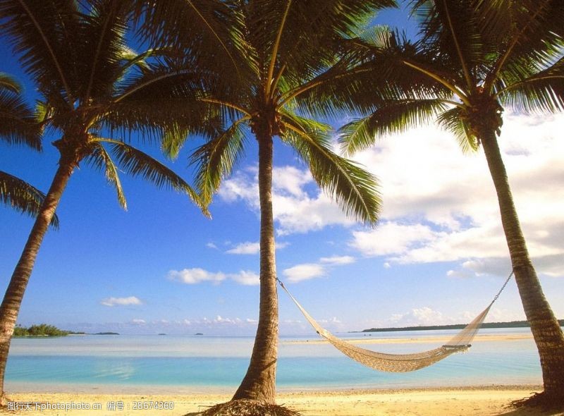 椰子树海边