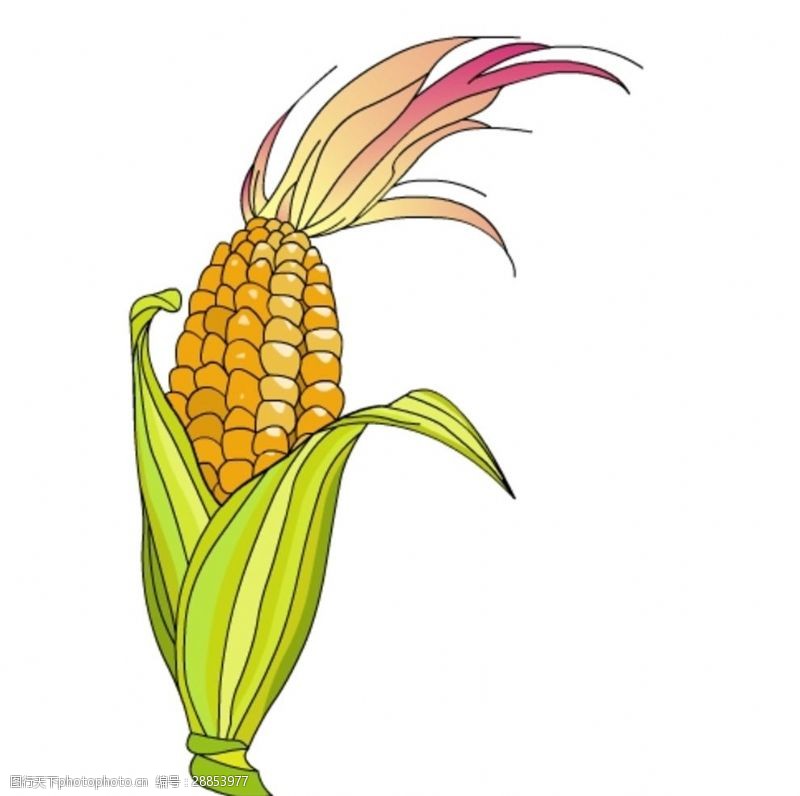 食物矢量图玉米