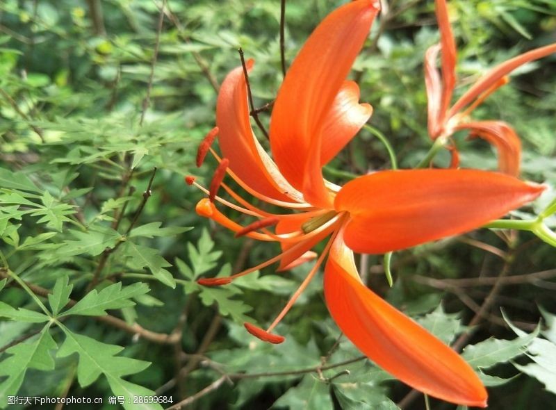 野生百合花百合花