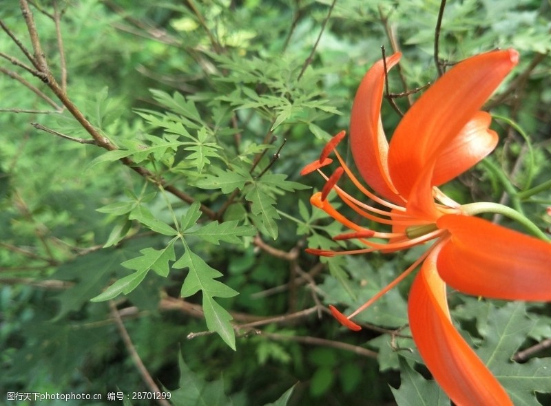 野生百合花百合花