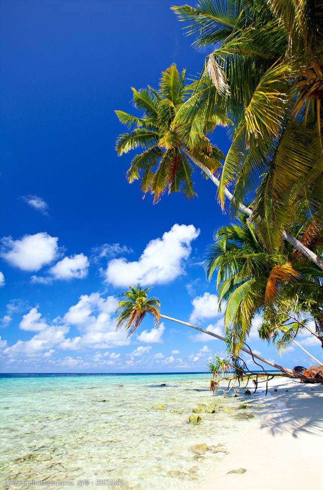 椰子树海岸