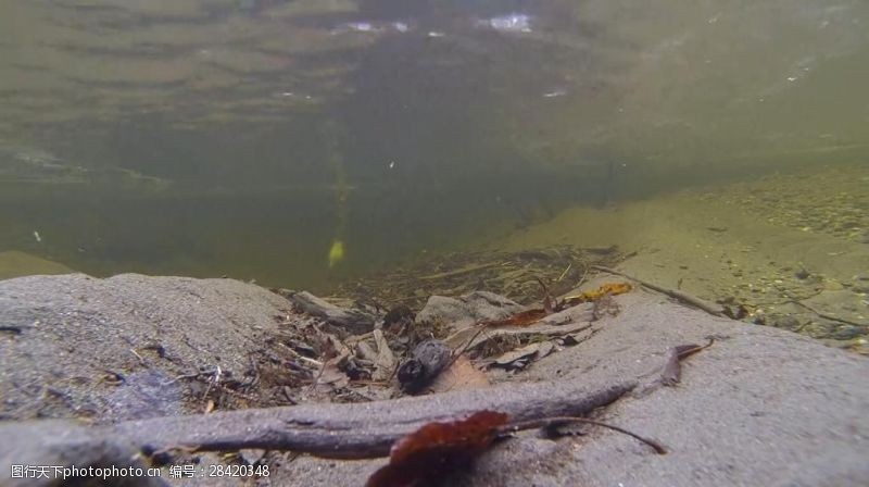 实拍海底游动的鸭子视频素材