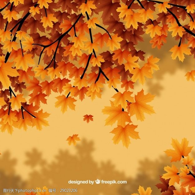 多彩的树木枝叶上的秋叶