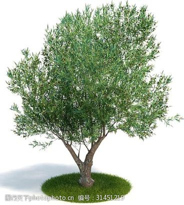 3d渲染发财树模型下载