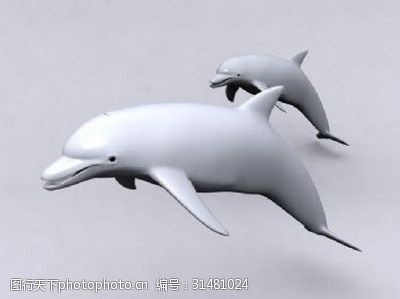 海豚免费下载动物模型海豚的3dsmax模型
