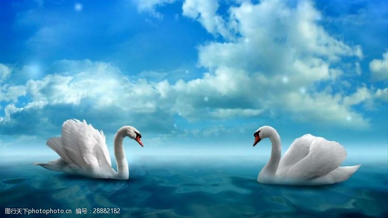 湖中天鹅比翼双飞浪漫爱情视频素材