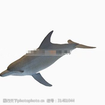 3d海豚可爱的海豚3d模型