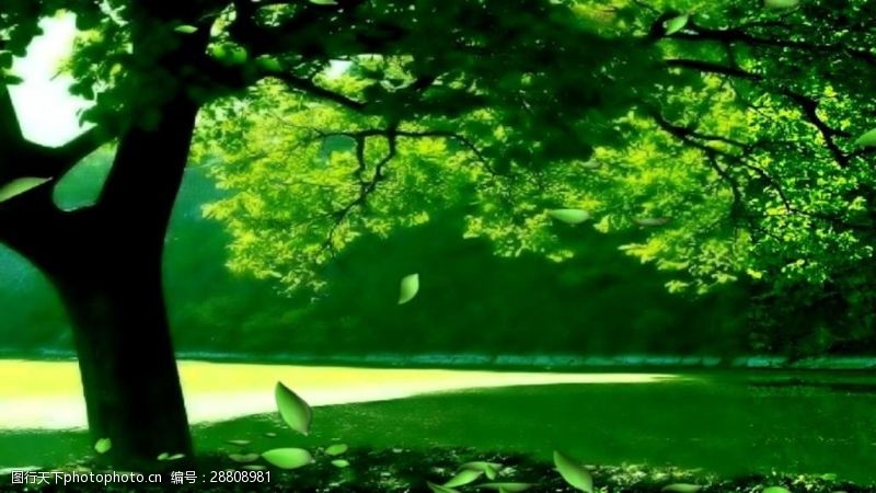风景合成梦幻绿色大树变换视频素材