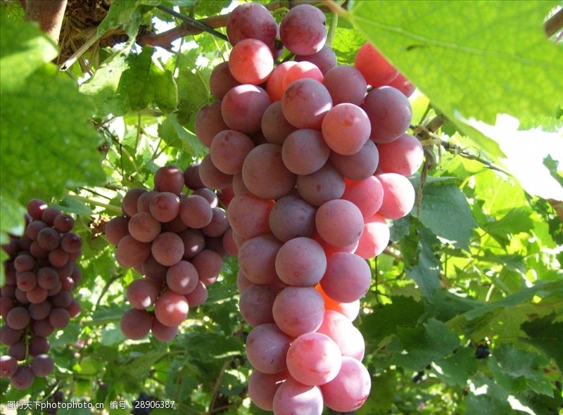 好水果葡萄