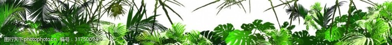 热带丛林矢量素材热带丛林植物插图矢量