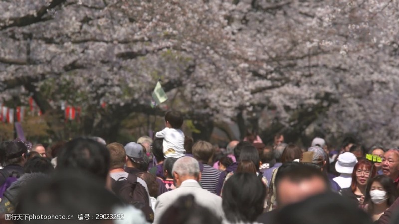 樱花旅游行走在樱花下的游客
