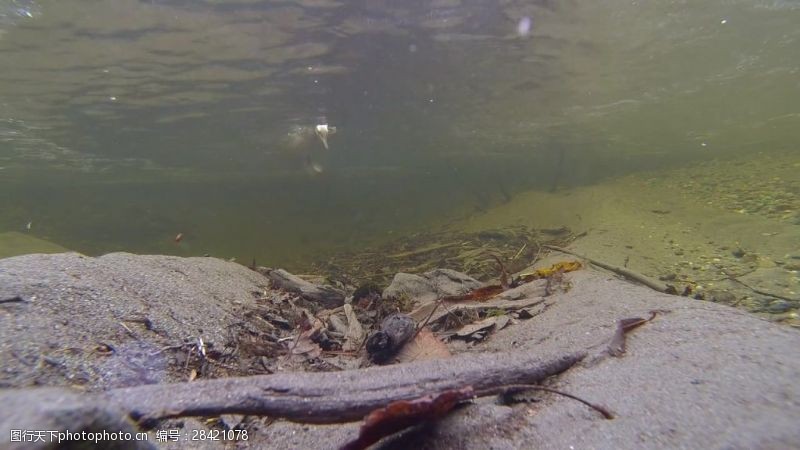 鸭子视频实拍鸭子水下啄食视频素材