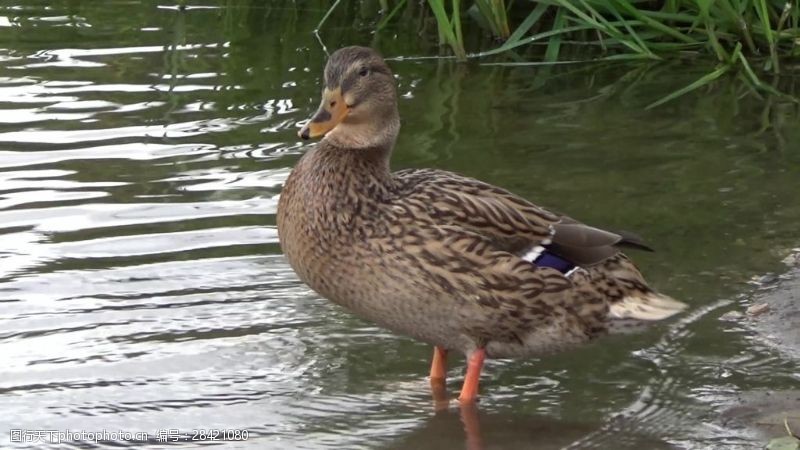 鸭子视频河边鸭子动物视频素材