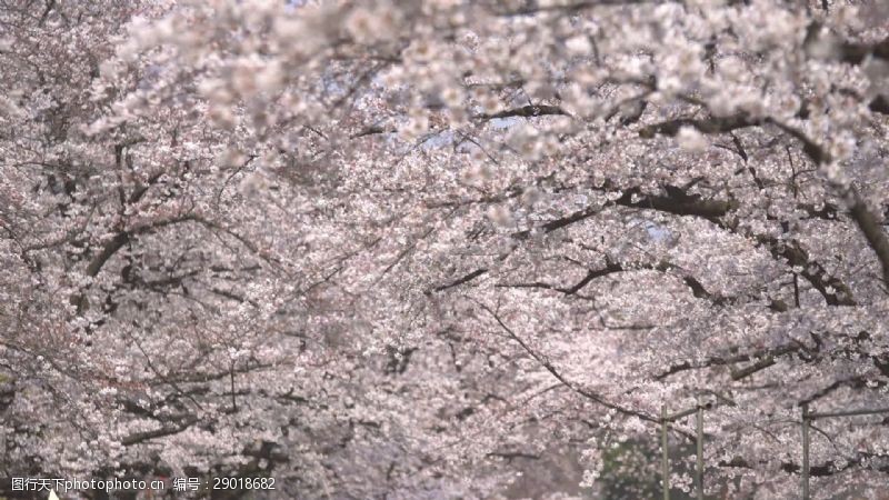 桃花季白樱花树