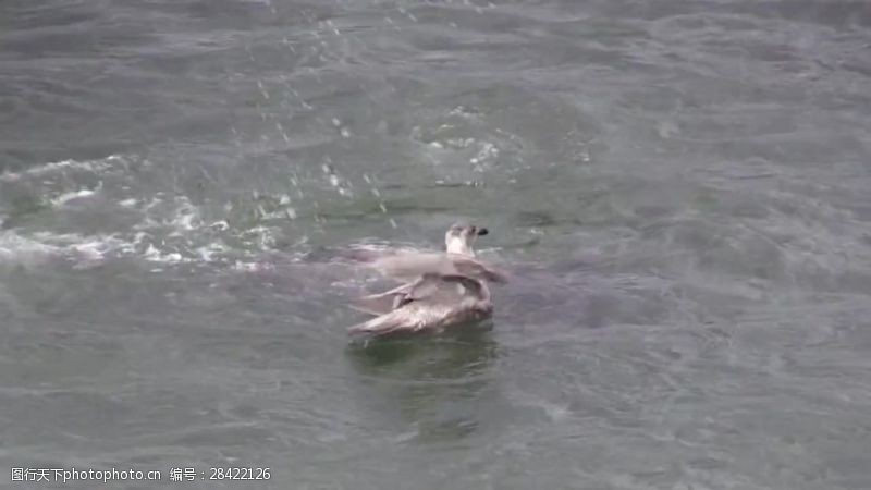 游泳的鸭子视频素材