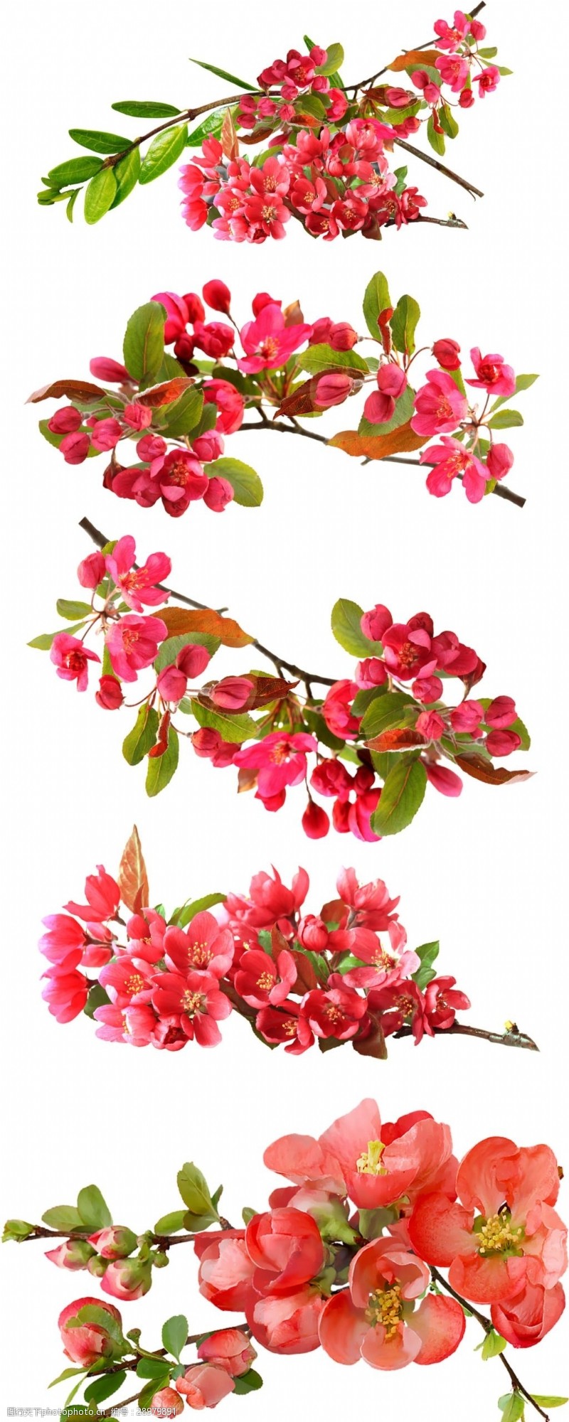 桃花季春季红色花朵桃花png元素素材