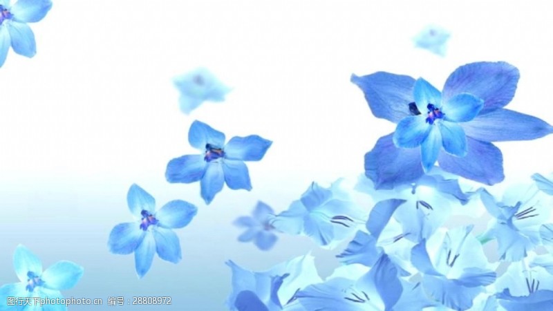 风景合成蓝色梦幻花朵飘落视频素材