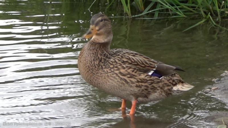 鸭子视频小鸭子河边洗澡视频