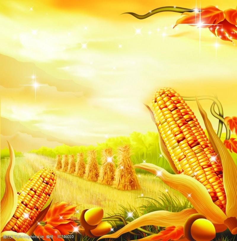 秋天玉米丰收背景