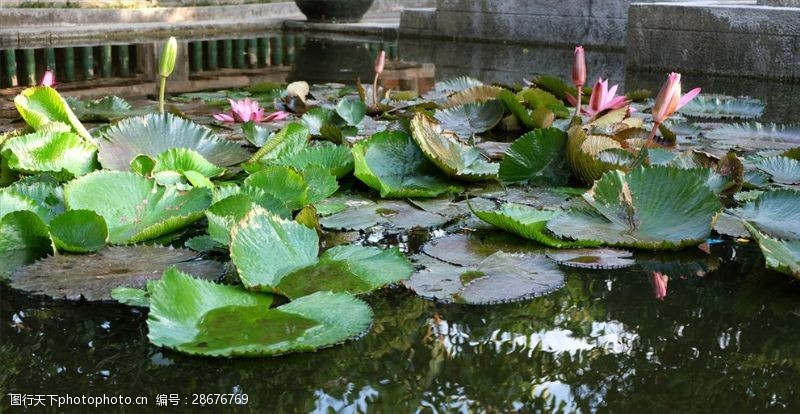 圆形水池睡莲池