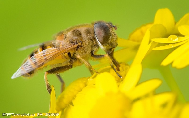 蜂蜜微距蜜蜂
