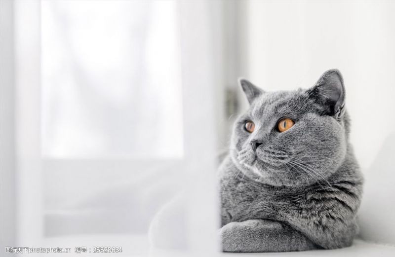 内在可爱在窗台悠闲的灰色小猫