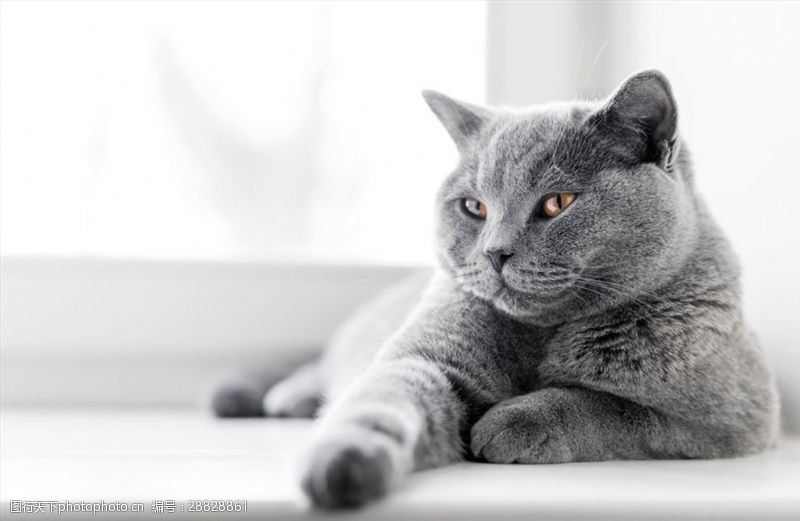 内在可爱悠闲的灰色猫咪