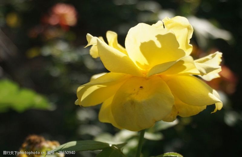 黄色花蕊发光的金黄色月季花朵