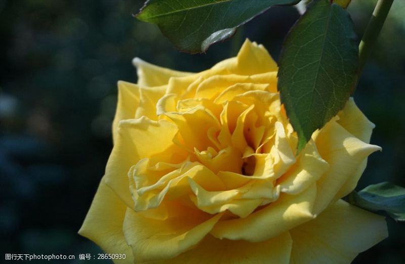 黄色花蕊金黄色圣骑士月季花