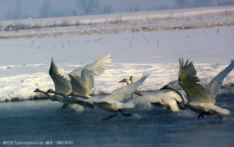新疆雪山天鹅